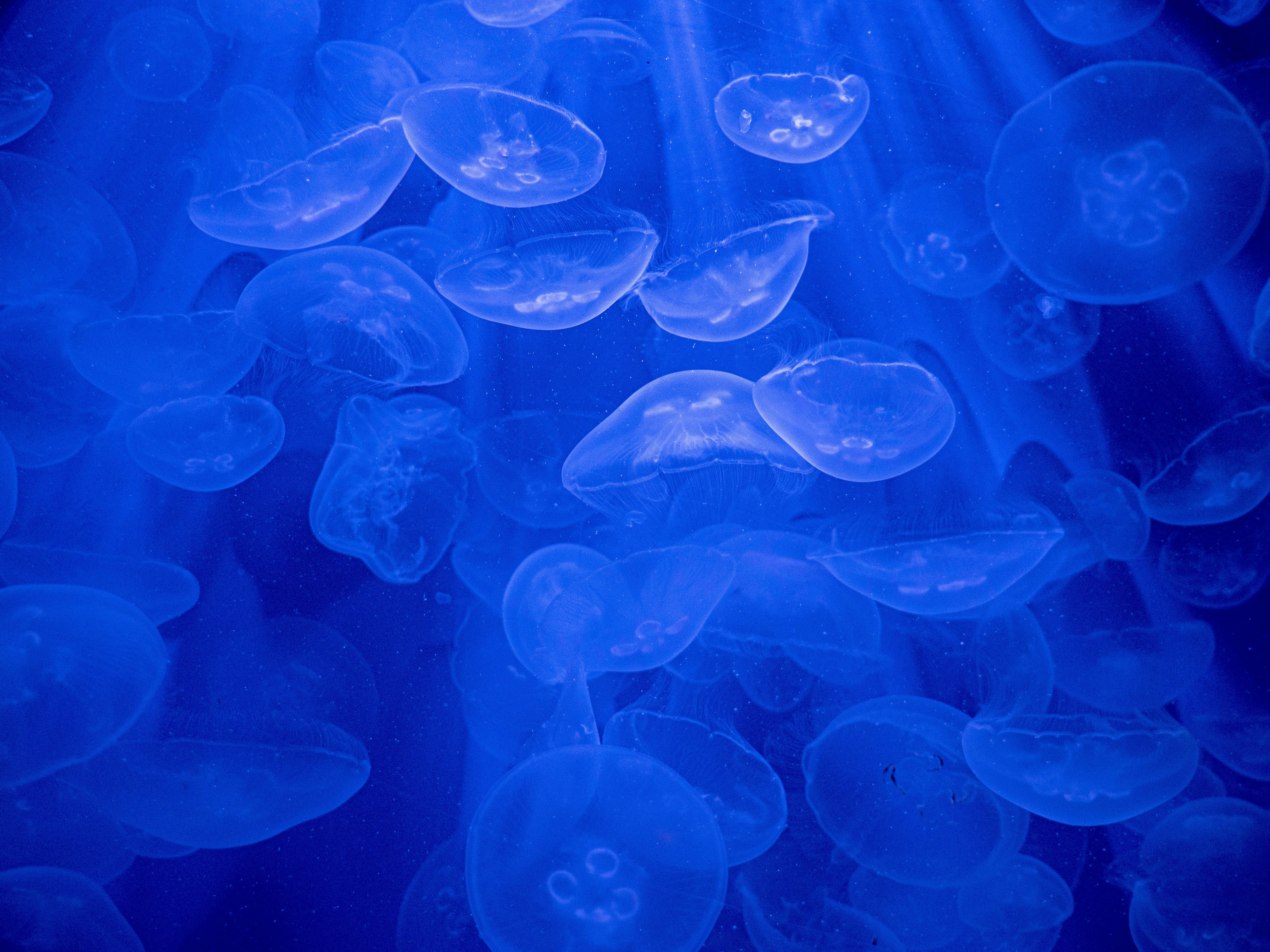 blue jellyfish in water during daytime